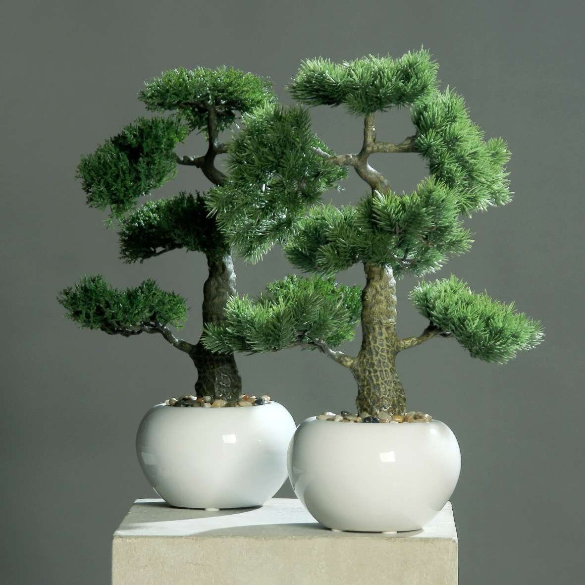 Bonsai im weißen Keramik Topf