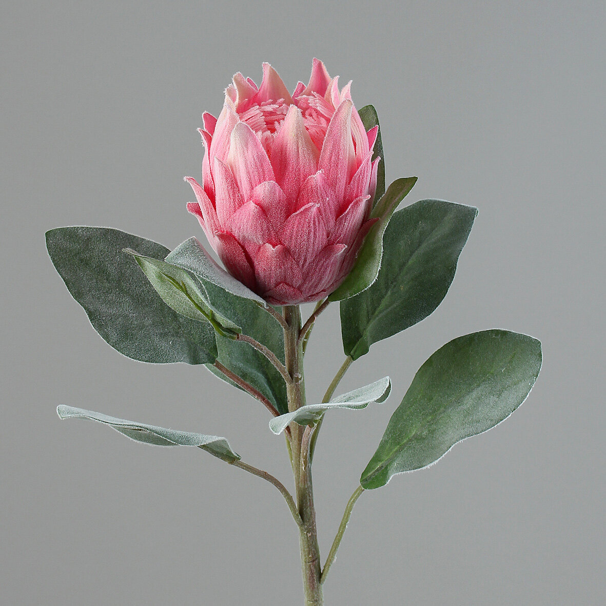Protea Pflanze Kunstblume