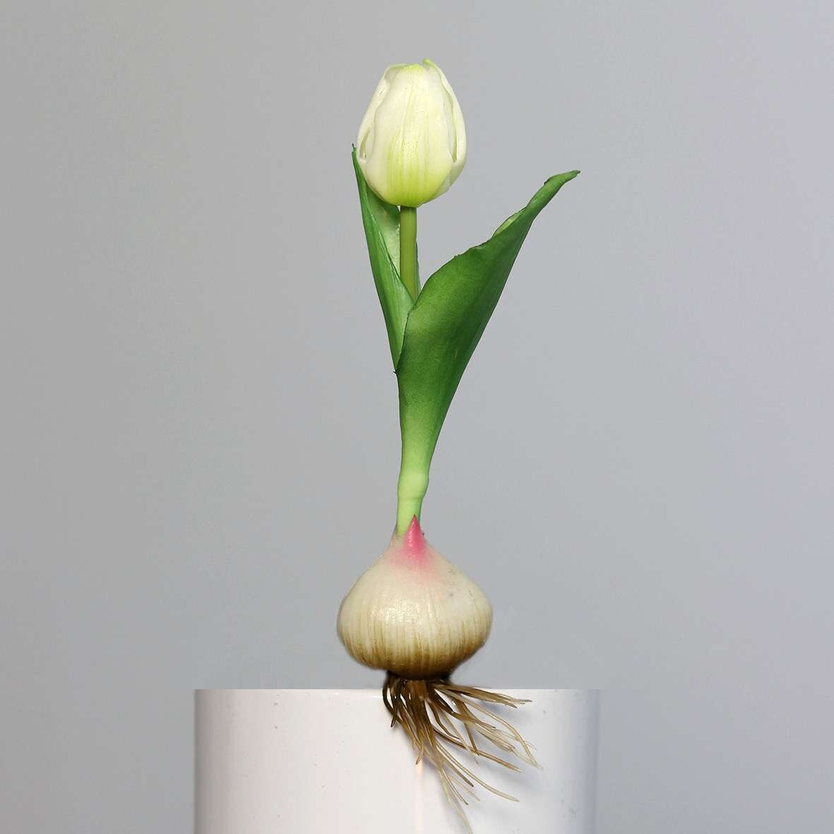 Künstliche Tulpe, aus Zwiebel gewachsen