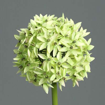SBS Allium Einzelstielblume