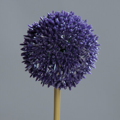 Allium mit rundem Blütenkopf Bild 3