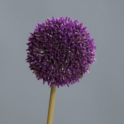 Allium mit rundem Blütenkopf Bild 4