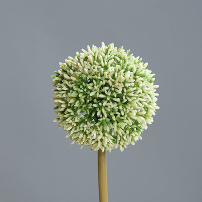 Allium mit rundem Blütenkopf Bild 2