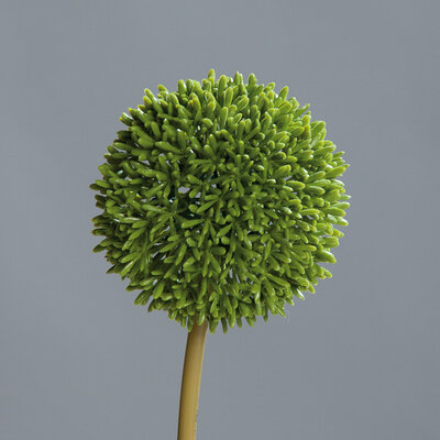 SBS Allium mit rundem Blütenkopf