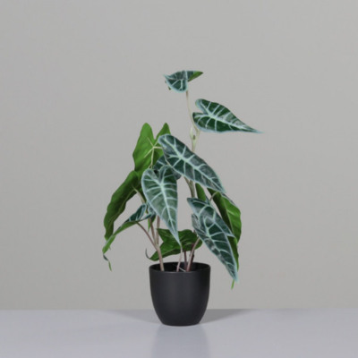 Alocasia im schwarzen Kunfststoff Bild 1