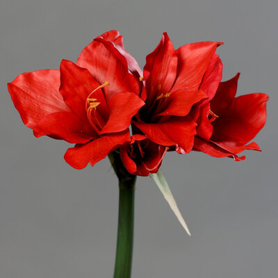 Amaryllis künstlich Bild 3