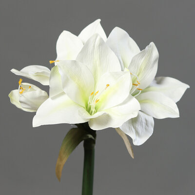 Amaryllis künstlich Bild 4