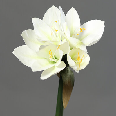 Amaryllis künstlich Bild 5