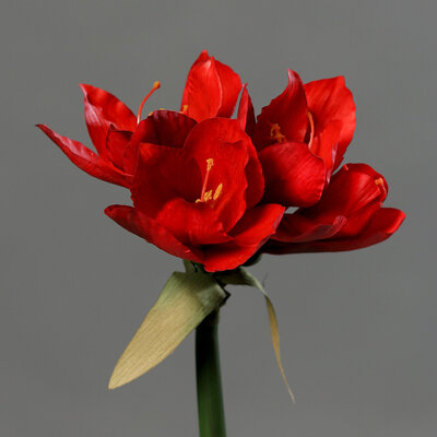 Amaryllis künstlich Bild 7