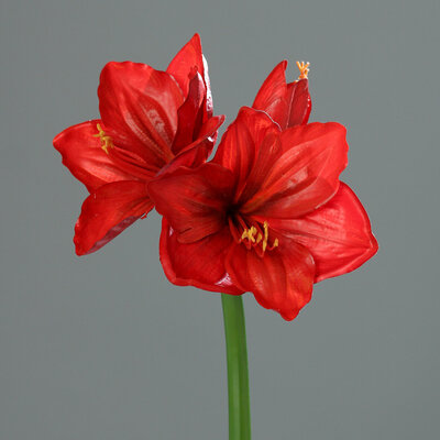 SBS Amaryllis künstlich
