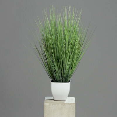 SBS Gras im Topf