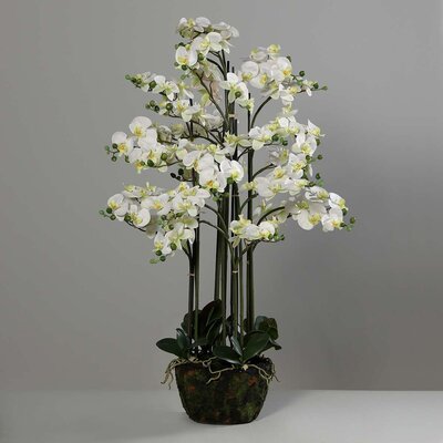 Große Orchidee XL im Erdballen