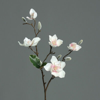 Magnolien Zweig mit 5 Blüten und Knospen Bild 2