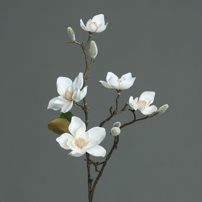Magnolien Zweig mit 5 Blüten und Knospen Bild 1