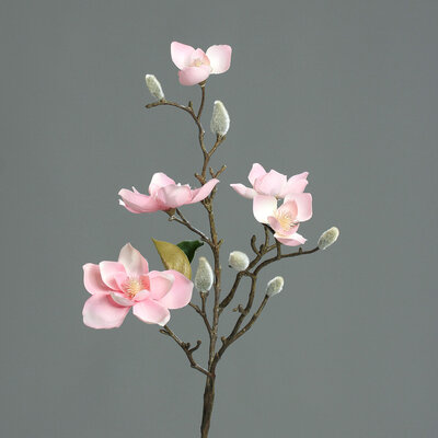 Magnolien Zweig mit 5 Blüten und Knospen Bild 3