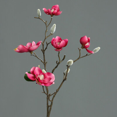 Magnolien Zweig mit 5 Blüten und Knospen Bild 4