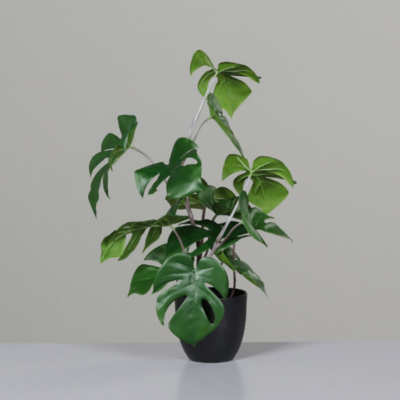Monstera Bild 1