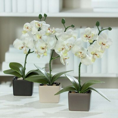 Orchidee im Keramiktopf Bild 1