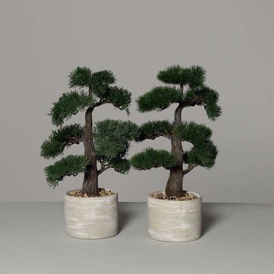 SBS Bonsai im Steintopf
