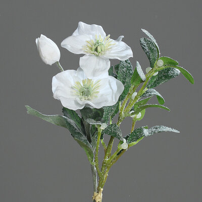 SBS Heleborus-Mistel-Bund Ice