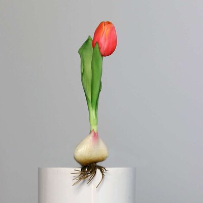 Künstliche Tulpe, aus Zwiebel gewachsen Bild 2