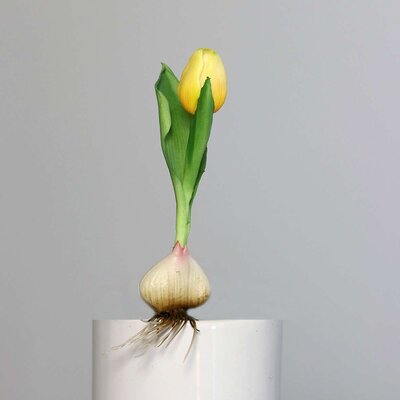 Künstliche Tulpe, aus Zwiebel gewachsen Bild 4