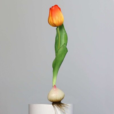 Künstliche Tulpe, aus Zwiebel gewachsen Bild 7
