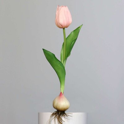 Künstliche Tulpe, aus Zwiebel gewachsen Bild 9