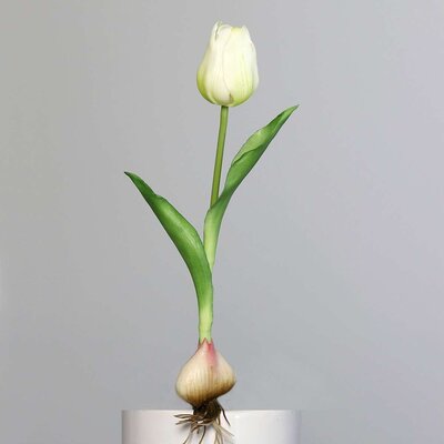 Künstliche Tulpe, aus Zwiebel gewachsen Bild 10