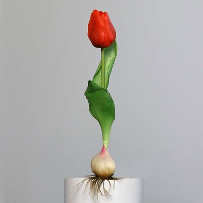 Künstliche Tulpe, aus Zwiebel gewachsen Bild 12