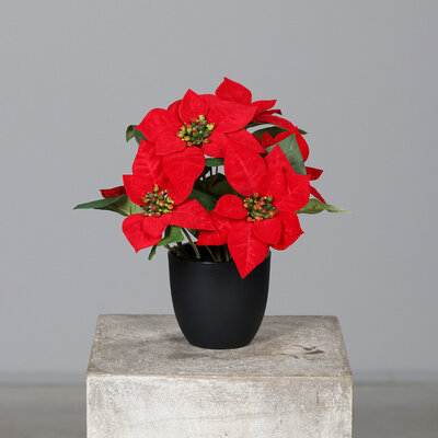 SBS Künstlicher Weihnachtsstern im Topf, Poinsettia