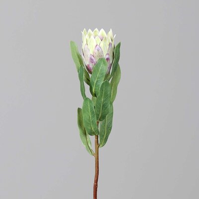 Kunstblume Protea Bild 2