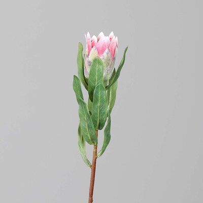 Kunstblume Protea Bild 3