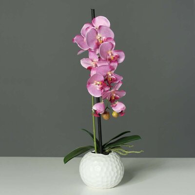 Orchidee-Phalaenopsis im Keramiktopf Bild 2