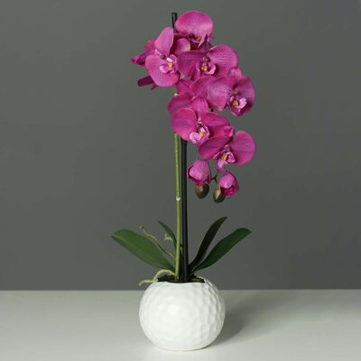 Orchidee-Phalaenopsis im Keramiktopf Bild 3