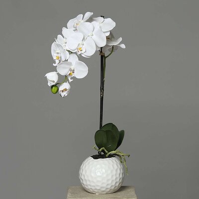 SBS Orchidee-Phalaenopsis im Keramiktopf