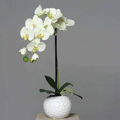 Orchidee-Phalaenopsis im Keramiktopf Bild 4