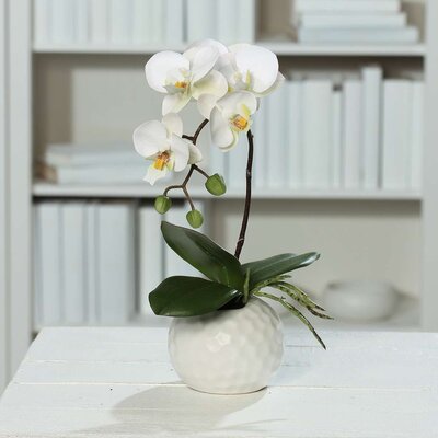 SBS Orchidee Phalaenopsis in weißem Keramiktopf