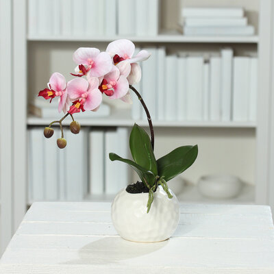 Orchidee Phalaenopsis in weißem Keramiktopf Bild 2