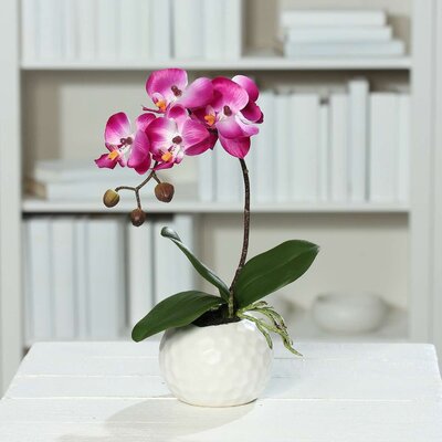 Orchidee Phalaenopsis in weißem Keramiktopf Bild 3