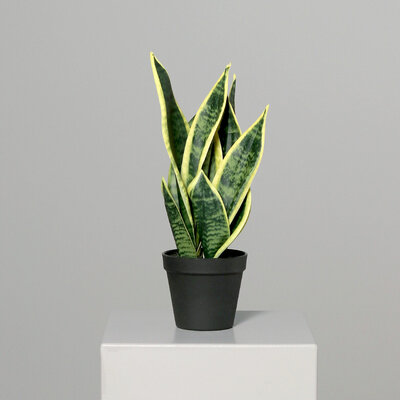 SBS Sansevieria im schwarzen Kunststofftopf