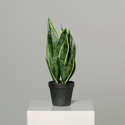 Sansevieria im schwarzen Kunststofftopf Bild 2