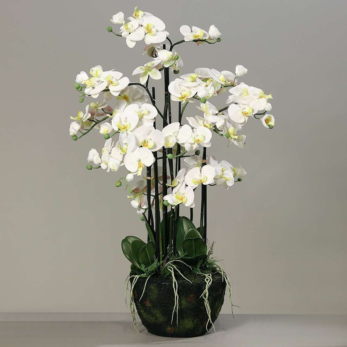Große Orchidee XL im Erdballen