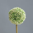 Allium mit rundem Blütenkopf 67 cm, weiß