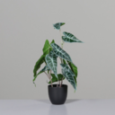 Alocasia im schwarzen Kunfststoff 45 cm