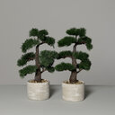 Bonsai im Steintopf 1 Stück, 38 cm