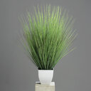 Gras im Topf 60 cm