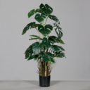 Monstera 82 cm