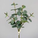 Eukalyptus Bund 30 cm