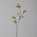 Eukalyptus Fruchtstand Zweig, künstlich 85 cm, grün